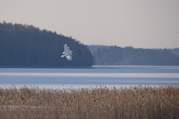 Laulujoutsen, Whooper Swan, Cygnus cygnus