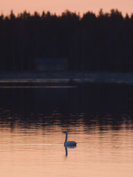 Laulujoutsen, Whooper Swan, Cygnus cygnus