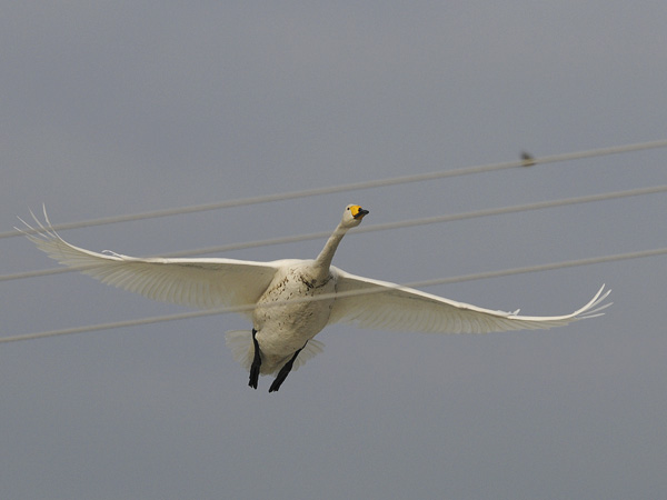 Laulujoutsen, Whooper Swan, Cygnus cygnus