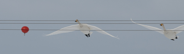 Laulujoutsen, Whooper Swan, Cygnus cygnus