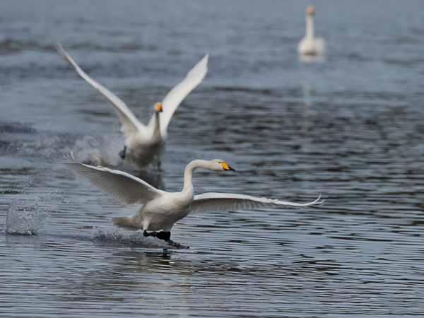 Laulujoutsen, Whooper Swan, Cygnus cygnus