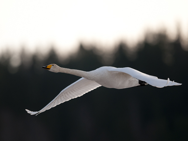 Laulujoutsen, Whooper Swan, Cygnus cygnus