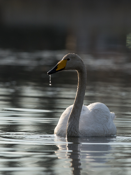 Laulujoutsen, Whooper Swan, Cygnus cygnus