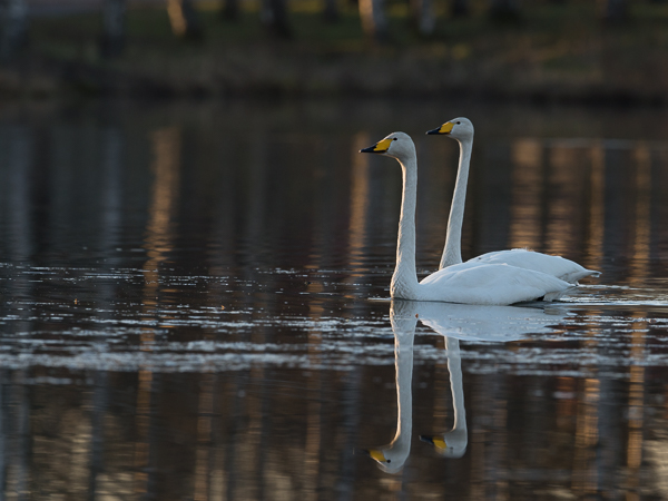 Laulujoutsen, Whooper Swan, Cygnus cygnus