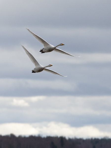 Laulujoutsen, Whooper Swan, Cygnus cygnus