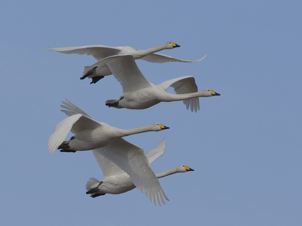 Laulujoutsen, Whooper Swan, Cygnus cygnus