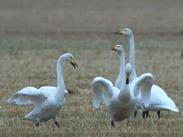 Laulujoutsen, Whooper Swan, Cygnus cygnus