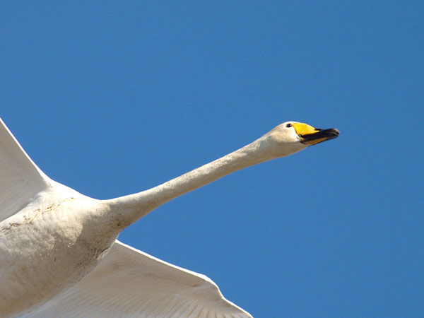 Laulujoutsen, Whooper Swan, Cygnus cygnus