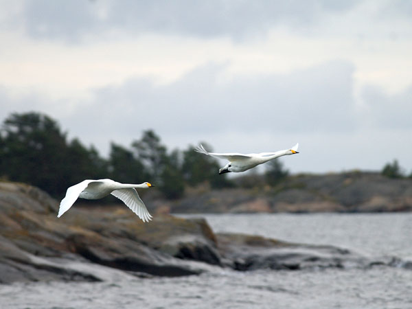 Laulujoutsen, Whooper Swan, Cygnus cygnus
