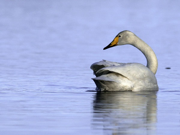 Laulujoutsen, Whooper Swan, Cygnus cygnus