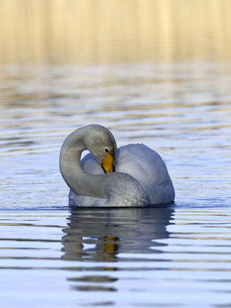 Laulujoutsen, Whooper Swan, Cygnus cygnus