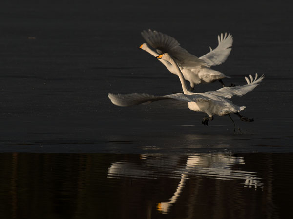 Laulujoutsen, Whooper Swan, Cygnus cygnus