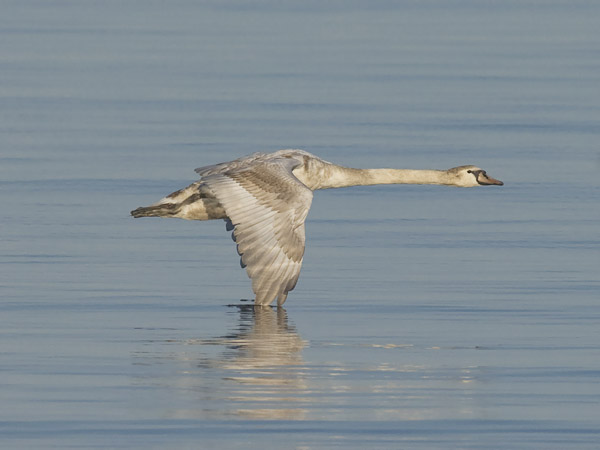 Kyhmyjoutsen, Mute Swan, Cygnus olor