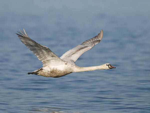 Kyhmyjoutsen, Mute Swan, Cygnus olor