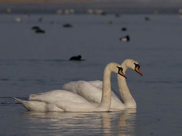 Kyhmyjoutsen, Mute Swan, Cygnus olor