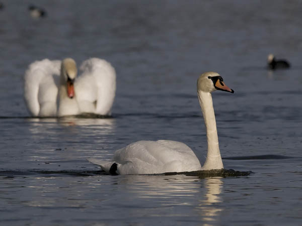 Kyhmyjoutsen, Mute Swan, Cygnus olor