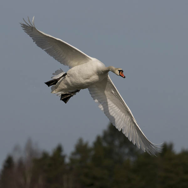 Kyhmyjoutsen, Mute Swan, Cygnus olor