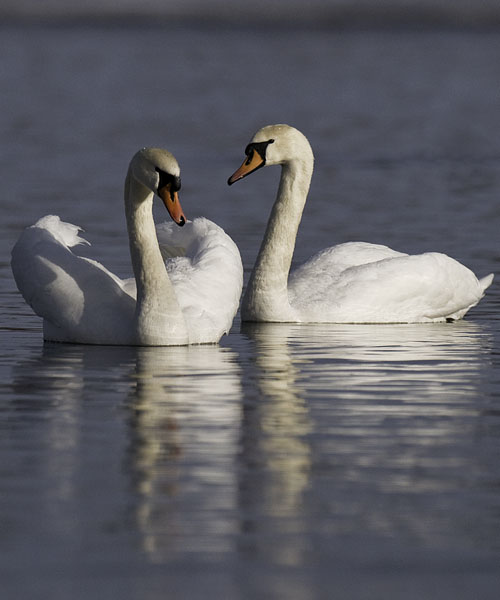 Kyhmyjoutsen, Mute Swan, Cygnus olor