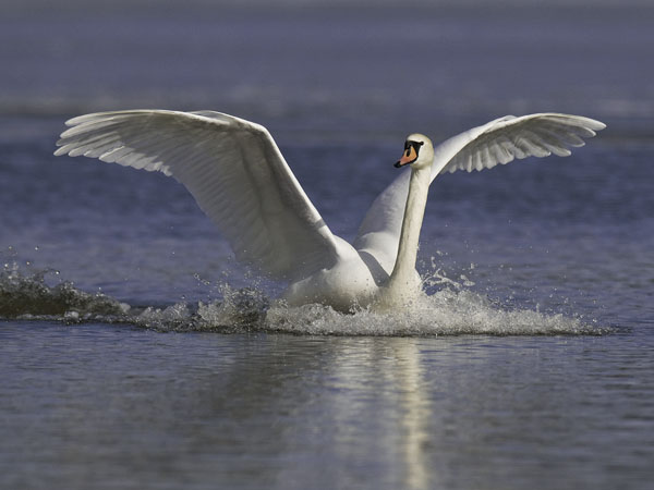 Kyhmyjoutsen, Mute Swan, Cygnus olor