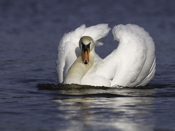 Kyhmyjoutsen, Mute Swan, Cygnus olor