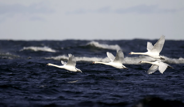 Kyhmyjoutsen, Mute Swan, Cygnus olor