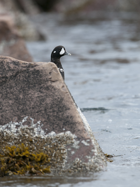 Virta-alli, Harlequin Duck, Histrionicus histrionicus