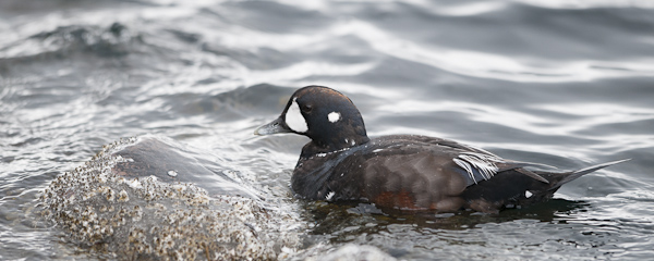 Virta-alli, Harlequin Duck, Histrionicus histrionicus