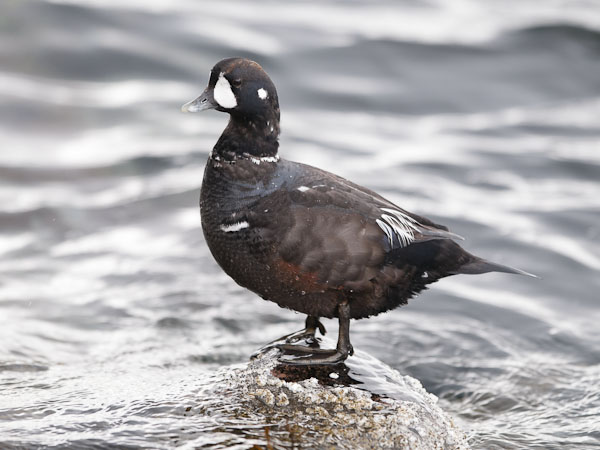 Virta-alli, Harlequin Duck, Histrionicus histrionicus
