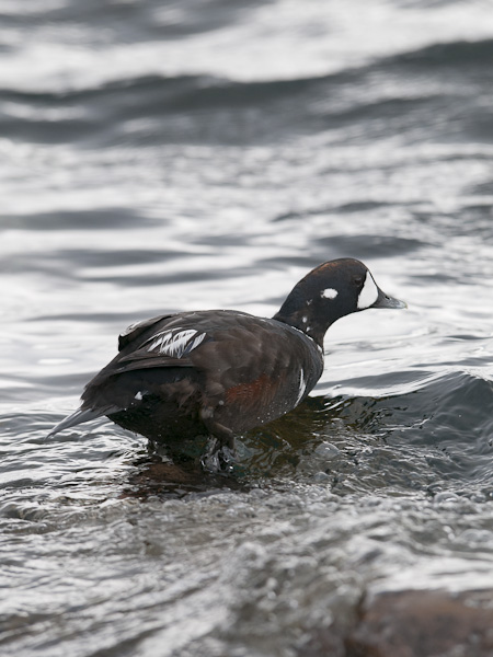 Virta-alli, Harlequin Duck, Histrionicus histrionicus