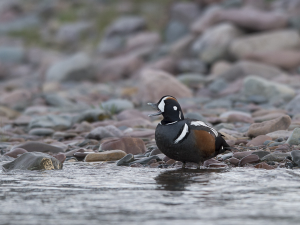 Virta-alli, Harlequin Duck, Histrionicus histrionicus