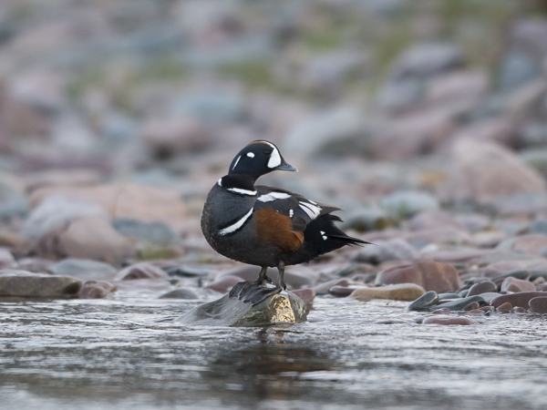 Virta-alli, Harlequin Duck, Histrionicus histrionicus