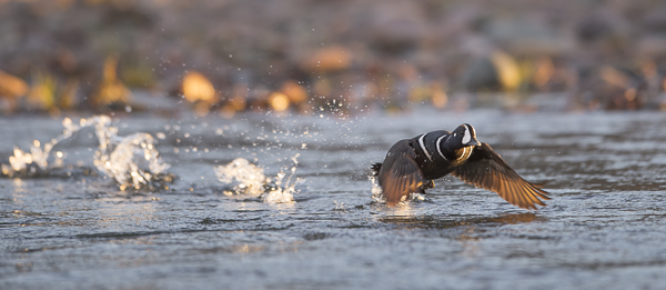 Virta-alli, Harlequin Duck, Histrionicus histrionicus