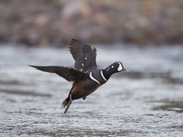 Virta-alli, Harlequin Duck, Histrionicus histrionicus