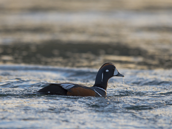 Virta-alli, Harlequin Duck, Histrionicus histrionicus