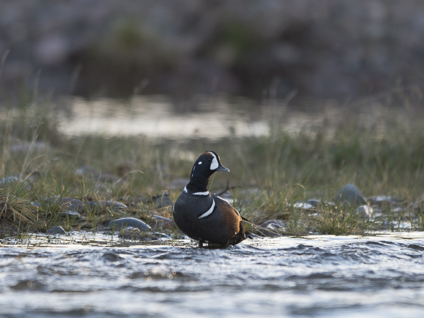 Virta-alli, Harlequin Duck, Histrionicus histrionicus