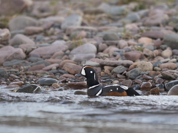 Virta-alli, Harlequin Duck, Histrionicus histrionicus