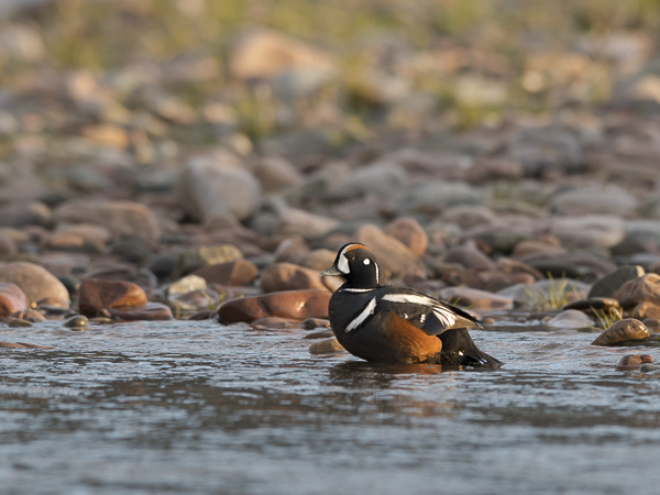 Virta-alli, Harlequin Duck, Histrionicus histrionicus