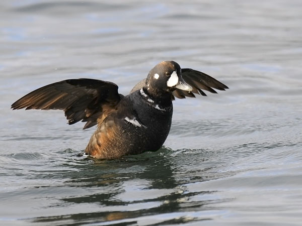 Virta-alli, Harlequin Duck, Histrionicus histrionicus