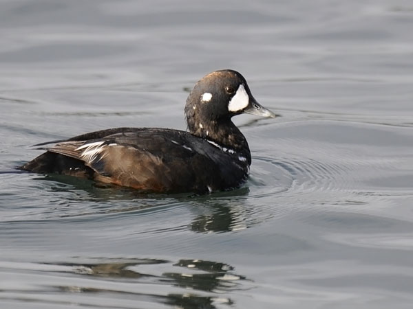 Virta-alli, Harlequin Duck, Histrionicus histrionicus