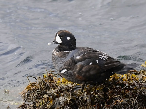 Virta-alli, Harlequin Duck, Histrionicus histrionicus