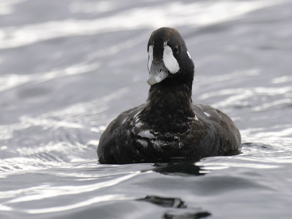 Virta-alli, Harlequin Duck, Histrionicus histrionicus