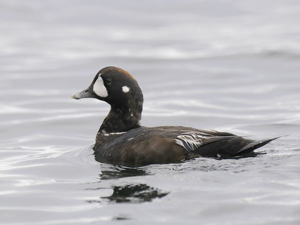 Virta-alli, Harlequin Duck, Histrionicus histrionicus