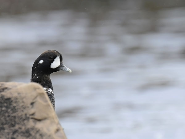 Virta-alli, Harlequin Duck, Histrionicus histrionicus