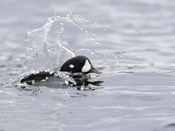 Virta-alli, Harlequin Duck, Histrionicus histrionicus