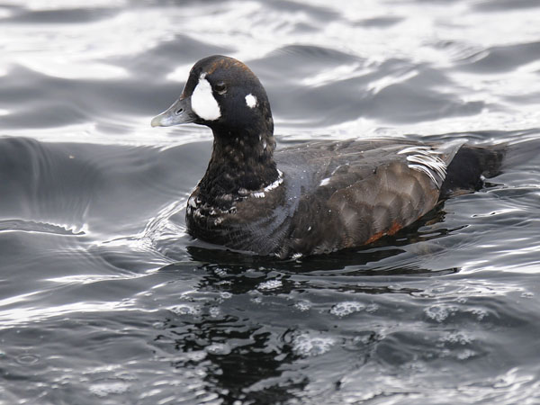 Virta-alli, Harlequin Duck, Histrionicus histrionicus