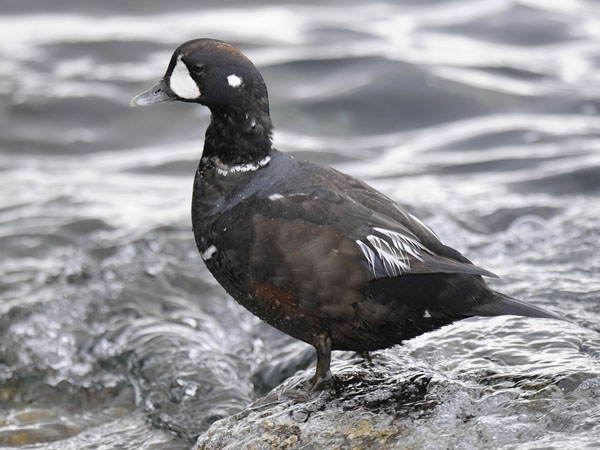 Virta-alli, Harlequin Duck, Histrionicus histrionicus