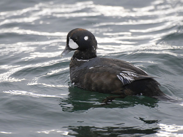 Virta-alli, Harlequin Duck, Histrionicus histrionicus
