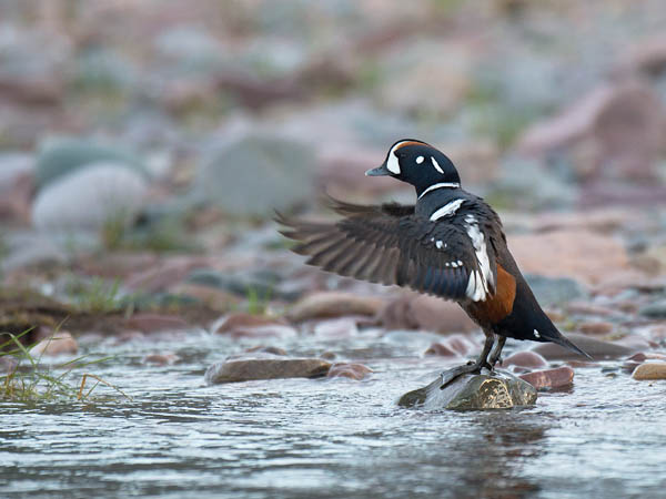 Virta-alli, Harlequin Duck, Histrionicus histrionicus