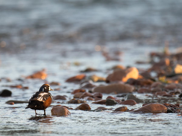 Virta-alli, Harlequin Duck, Histrionicus histrionicus