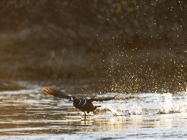Virta-alli, Harlequin Duck, Histrionicus histrionicus